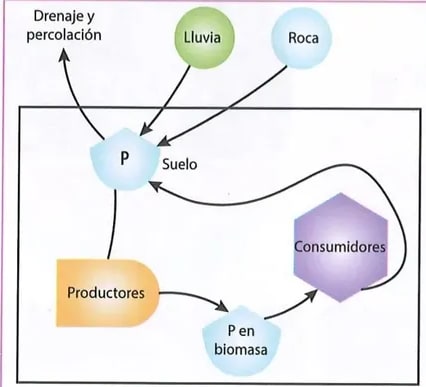 Figura 3 de Ciencias Naturales · 8 EGB · 2025
