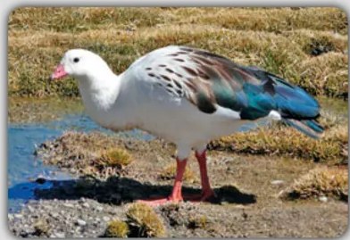 Fotografía de una wallpa (gallina doméstica de color marrón), ilustrando la entrada correspondiente. Bbox: [612, 902, 966, 1168].