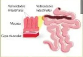 Figura 5 de Ciencias Naturales · 5 EGB · 2024