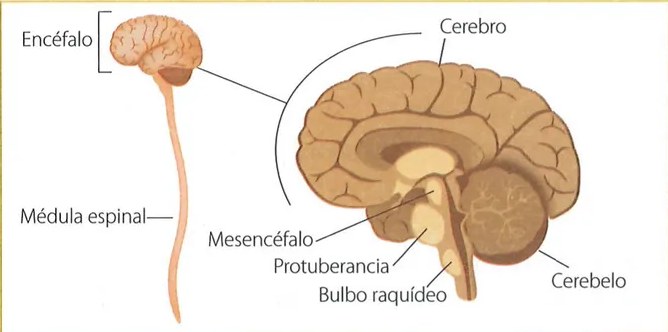 Figura 2 de Ciencias Naturales · 7 EGB · 2024