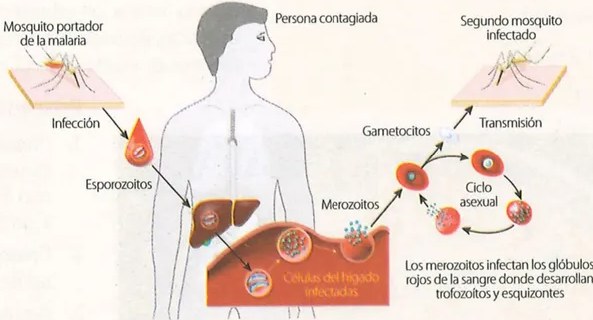 Figura 2 de Ciencias Naturales · 9 EGB · 2024