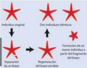 Ciclo de vida del pulpo: pareja adulta, huevos, paralarvas, juveniles.