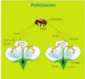 Diagramas de estambre (antera, filamento) y carpelo (estigma, estilo, ovario).