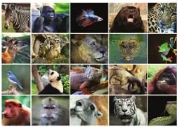 Mosaico de fotografías de animales (mamíferos, aves, reptiles) junto a Unidad 2.