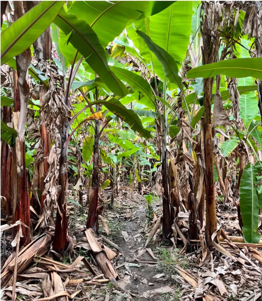 Fotografía de un colino: sembrío de plátano característico del territorio afroesmeraldeño.