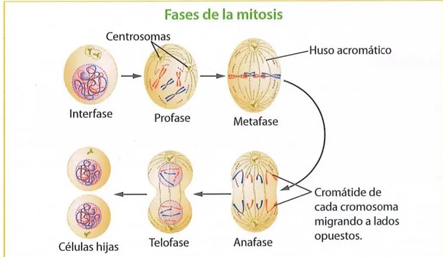 Figura 3 de Ciencias Naturales · 9 EGB · 2024