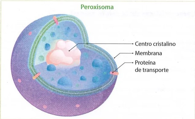 Figura 4 de Ciencias Naturales · 9 EGB · 2024