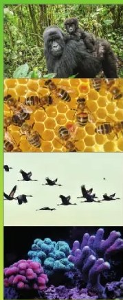 Figura 4 de Ciencias Naturales · 6 EGB · 2025