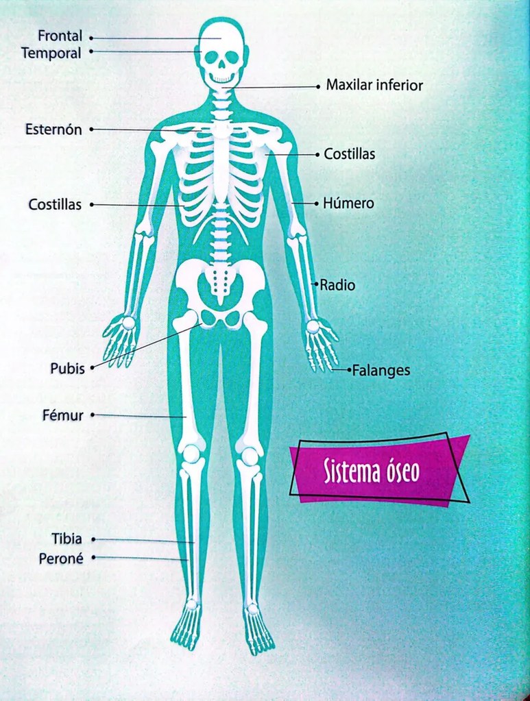 Figura 2 de Ciencias Naturales · 4 EGB · 2025