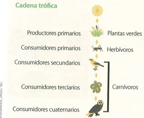 Figura 5 de Ciencias Naturales · 8 EGB · 2025