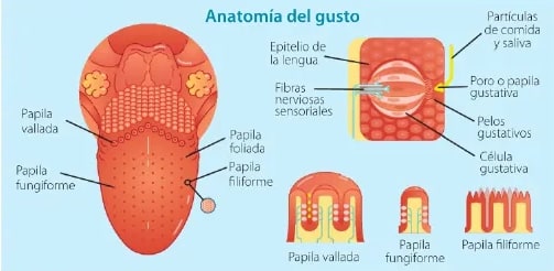 Figura 2 de Ciencias Naturales · 6 EGB · 2025