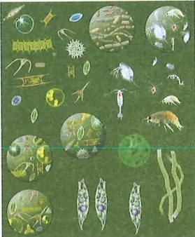 Figura 2 de Ciencias Naturales · 9 EGB · 2024