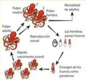 Ciclo de vida del pulpo: pareja adulta, huevos, paralarvas, juveniles.
