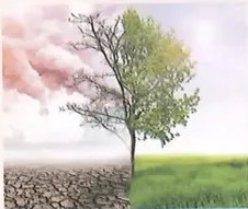 Figura 3 de Ciencias Naturales · 8 EGB · 2025