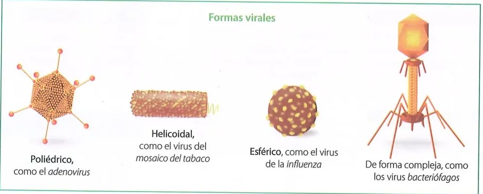 Figura 2 de Ciencias Naturales · 10 EGB · 2024