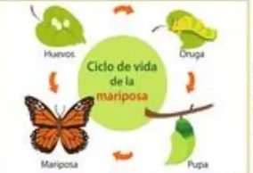 Figura 6 de Ciencias Naturales · 5 EGB · 2024