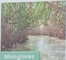 Fotografía de un ceibo con tronco verde característico del bosque seco.