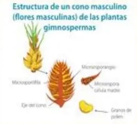 Esquema de un cono masculino de gimnosperma con microsporofila y granos de polen.