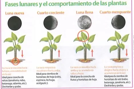 Figura 3 de Ciencias Naturales · 8 EGB · 2025