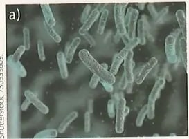 Figura 1 de Ciencias Naturales · 8 EGB · 2025