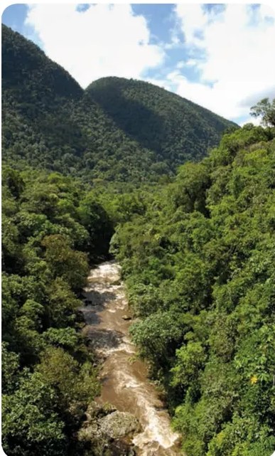 Fotografía de plantas de café o paisaje del valle del Alto Mayo, ubicada al costado del tercer párrafo del texto.