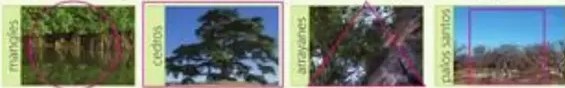 Cuatro fotografías de suelos: arcilloso (rojizo), arenoso, calizo (agrietado), humífero (oscuro con brote).