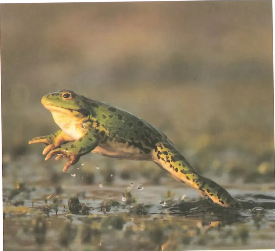 Fotografía grande de una rana verde y amarilla (probablemente rana toro o rana de agua) en el momento de saltar o emerger del agua. La rana tiene los ojos dorados y la piel verde moteada. Fondo de agua con reflejos. La fotografía ocupa la mitad inferior de la página. Crédito: Shutterstock (2020) 1067331926.