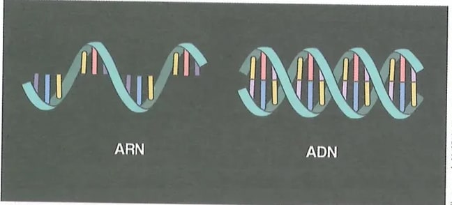 Figura 3 de Ciencias Naturales · 10 EGB · 2024