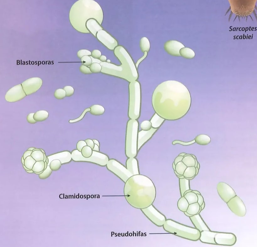 Figura 5 de Ciencias Naturales · 8 EGB · 2025