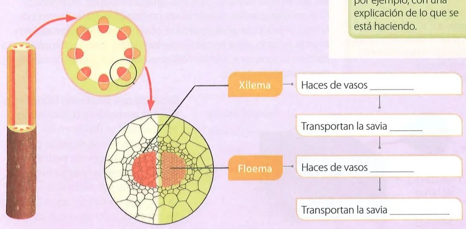 Figura 4 de Ciencias Naturales · 7 EGB · 2024
