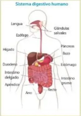 Ilustración de vellosidades intestinales y capas musculares del intestino delgado.