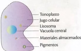 Figura 3 de Ciencias Naturales · 9 EGB · 2024
