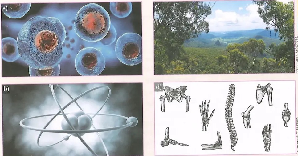 Figura 2 de Ciencias Naturales · 8 EGB · 2025