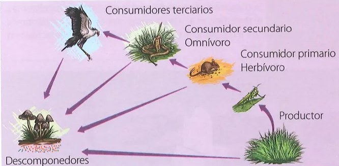 Fotografía de lombrices de tierra, escarabajos y/o babosas (descomponedores intermedios). Shutterstock 324668288 (2019).