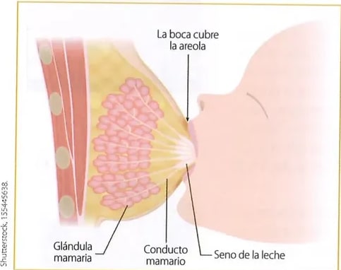Figura 2 de Ciencias Naturales · 8 EGB · 2025