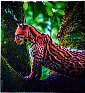 Foto del gallito de la peña, ave roja del bosque andino.