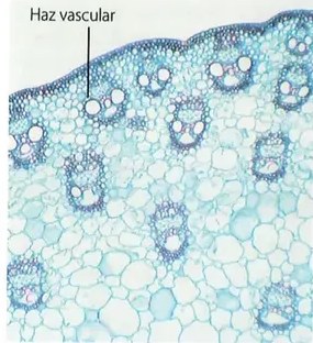 Figura 4 de Ciencias Naturales · 10 EGB · 2024