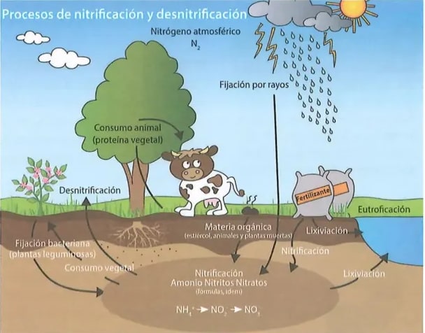 Figura 2 de Ciencias Naturales · 8 EGB · 2025