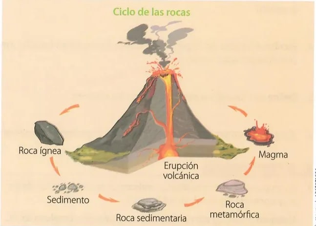 Figura 4 de Ciencias Naturales · 10 EGB · 2024