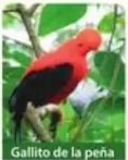 Foto del gallito de la peña, ave roja típica del Ecuador.