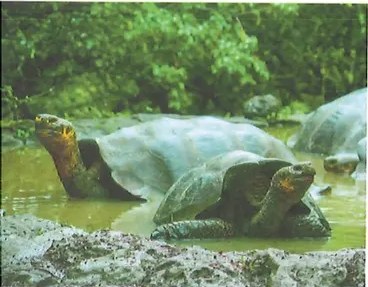 Fotografía de tortugas galápagos (Chelonoidis sp.) en cautiverio, una de las estrategias de conservación y reproducción de estas especies únicas en el planeta. Shutterstock 242091715 (2019).