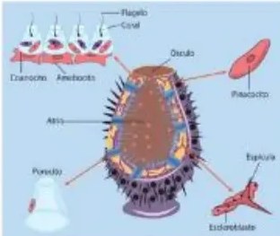 Figura 8 de Ciencias Naturales · 5 EGB · 2024