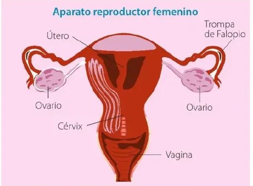 Figura 6 de Ciencias Naturales · 6 EGB · 2025