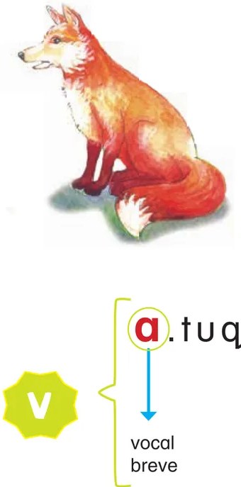 Diagrama fonológico que muestra la palabra 'a.tuq' con la vocal 'a' resaltada en rojo como núcleo silábico. Una flecha azul apunta hacia abajo indicando 'vocal breve'. Un hexágono verde con 'v' a la izquierda simboliza 'vocal'. El diagrama está encerrado en corchetes que señalan el núcleo.