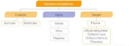 Mapa conceptual del sistema circulatorio con sus 3 componentes.