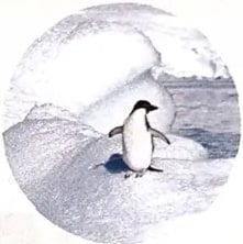 Fotografía de pingüino en hábitat antártico cubierto de hielo