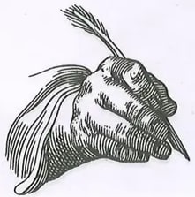 Ilustración en blanco y negro (grabado o dibujo) de un caracol o gasterópodo marino, con concha espiral y antenas visibles. Imagen decorativa ubicada en la parte inferior izquierda de la página, junto al espacio de escritura. Crédito: Pixabay.com.