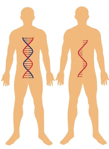 Silueta de cuerpo humano con doble hélice (ADN) y otra con hélice simple (ARN).