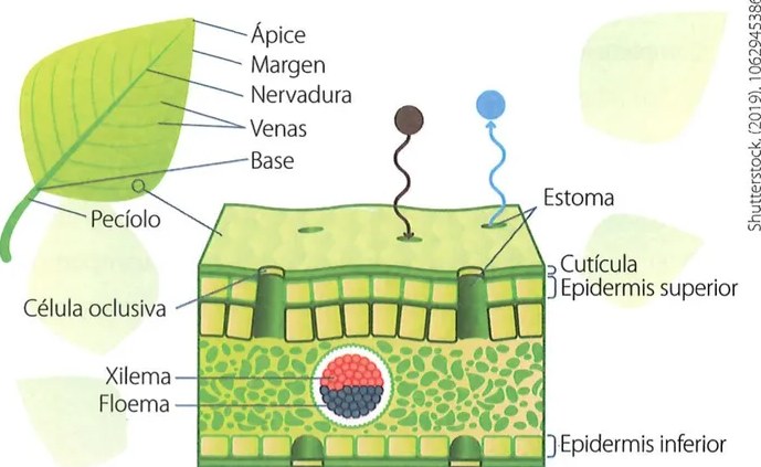 Diagrama de corte transversal de la hoja mostrando capas: Cutícula (exterior), Epidermis superior, Parénquima en empalizada (células alargadas), Parénquima esponjoso (células irregulares con espacios), Epidermis inferior, Célula oclusiva, Estoma, Xilema y Floema (en nervadura central). Colores didácticos para diferenciar capas.