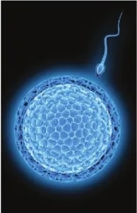 Figura 3 de Ciencias Naturales · 6 EGB · 2025